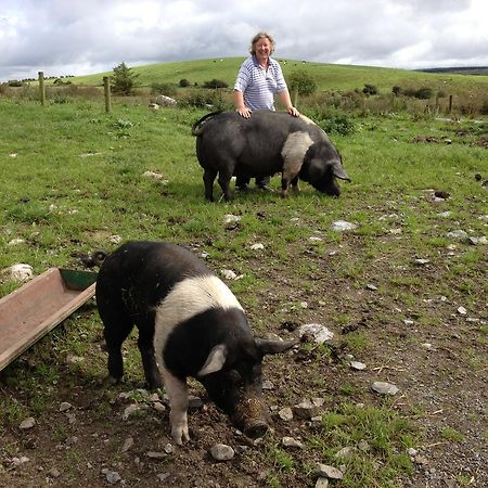 Burren Glamping Villa Kilfenora Eksteriør bilde